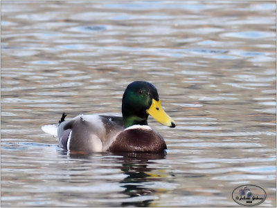 
wilde eend (Anas platyrhynchos) ;male
