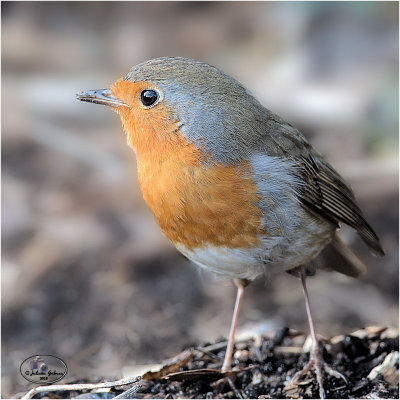 
roodborstje (Erithacus rubecula) 
