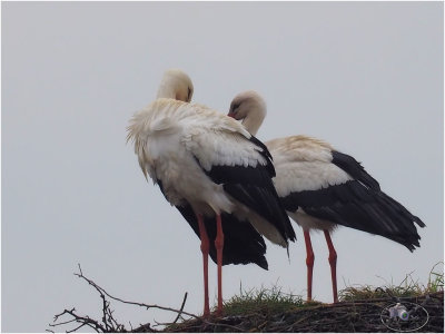 
ooievaars (ciconia ciconia)
both returned from spain or africa
