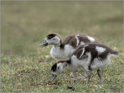 nijlgans (Alopochen aegyptiaca)