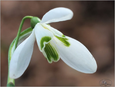 
sneeuwklokje (Galanthus nivalis)
