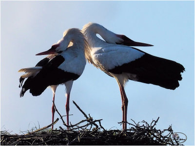 
ooievaar (ciconia ciconia); paring/mating
