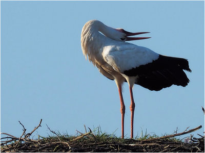 
ooievaar (ciconia ciconia); 
