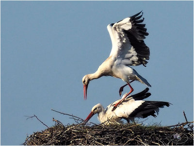 
ooievaar (ciconia ciconia); paring/mating
