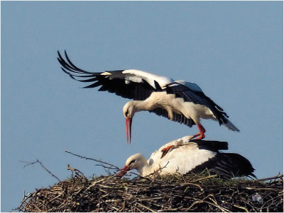 
ooievaar (ciconia ciconia); paring/mating
