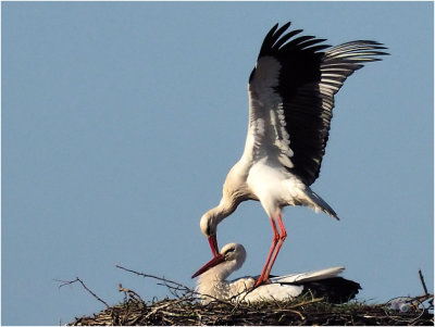 
ooievaar (ciconia ciconia); paring/mating
