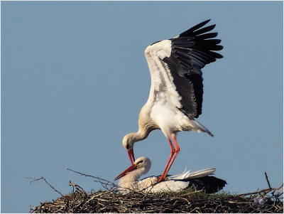 
ooievaar (ciconia ciconia); paring/mating
