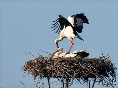 
ooievaar (ciconia ciconia); paring/mating
