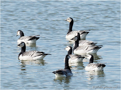brandgans (Branta leucopsis)