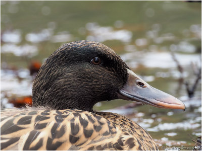 wilde eend (Anas platyrhynchos); female