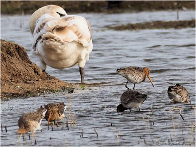knobbelzwaan knobbelzwaan (Cygnus olor)
grutto's (Limosa limosa)