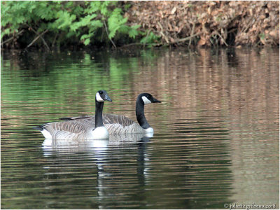 grote Canadese gans (Branta canadensis)