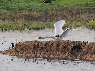 knobbelzwaan (Cygnus olor)