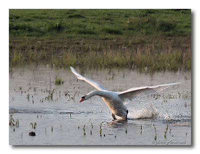knobbelzwaan (Cygnus olor)