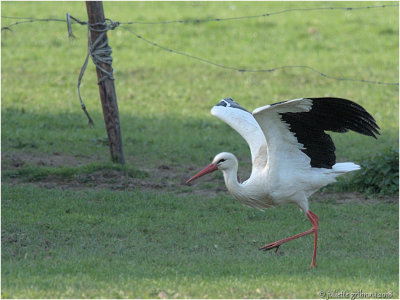 
ooievaar (Ciconia ciconia) 
