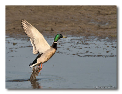 
wilde eend (Anas platyrhynchos)
