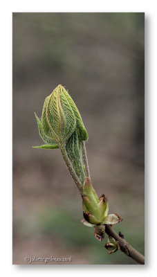 heemtuin 4_4_2018