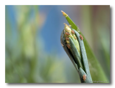 Bladluizen (Aphidoidea) op Dwerganjer (Dianthus nivalis)