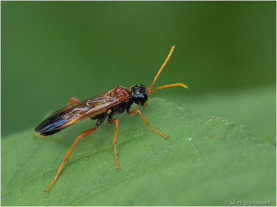 
Bladwesp (Taxonus pallipes)
