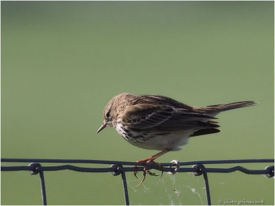 graspieper (Anthus pratensis)