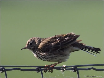 graspieper (Anthus pratensis)