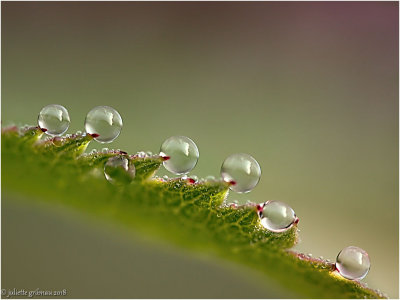 
dewdrops on rose-leaf
</div