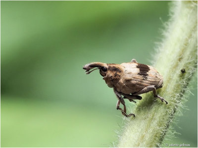 Snuitkever (Phyllobius pilicornis ??)