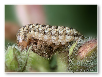 
caterpillar. species unknown (yet)
