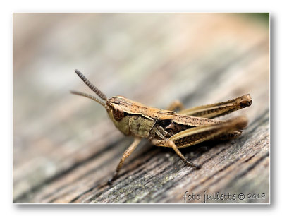 
nimf van een bladsprinkhaan ; leafhopper-nymph
