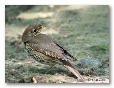 zanglijster_song thrush