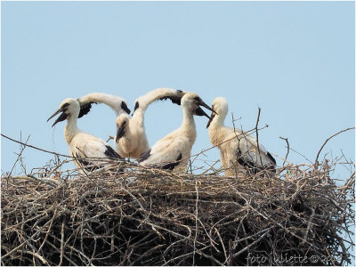 
ooievaars-kuikens (Circonia circonia) 
4 stork-chicks
