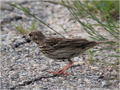 veldleeuwerik (Alauda arvensis)