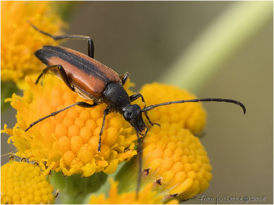 Zwartstreepsmalbok (Stenurella melanura)