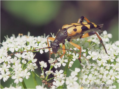 Geringelde smalbok (Rutpela maculata)