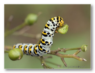 
helmkruidvlinder (Cucullia (Shargacucullia)
rups, caterpillar
