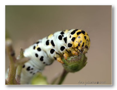 
helmkruidvlinder (Cucullia (Shargacucullia)
rups, caterpillar
