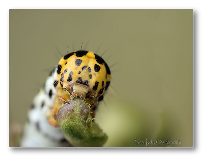 
helmkruidvlinder (Cucullia (Shargacucullia)
rups, caterpillar
