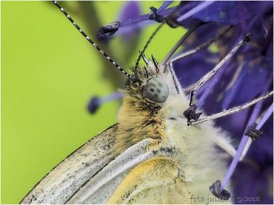 heemtuin_16_juni_2018