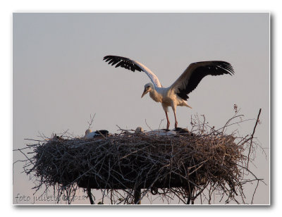 
4 ooievaar-kuikens; 4 stork-chicks
