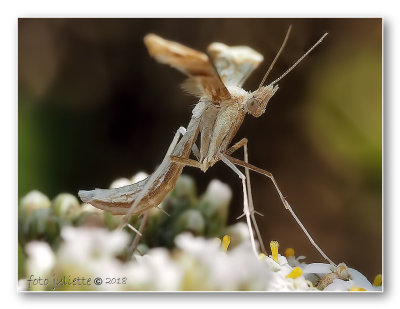 
 lichte zandvedermot (Gillmeria pallidactyla)
