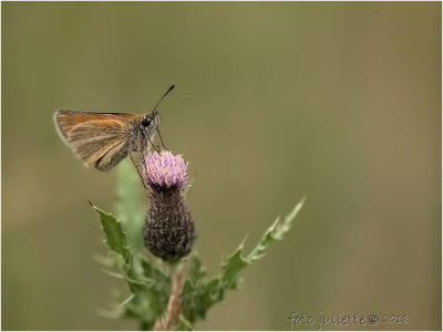 
zwartsprietdikkopje (Thymelicus lineola)

