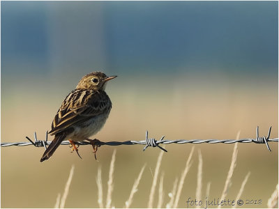 graspieper (anthus pratensis)_ meadow pipit