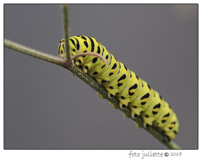 
koninginnenpage (Papilio machaon) 
Passieflorahoeve-Harskamp
