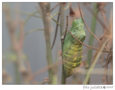 
koninginnenpage (Papilio machaon) 
Passieflorahoeve-Harskamp
