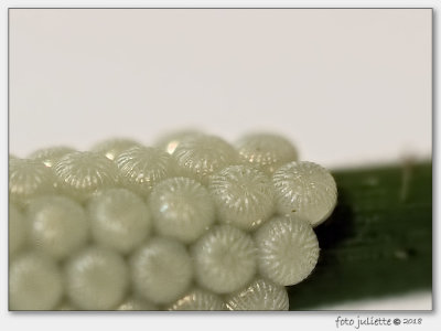 
eitjes van een grasmotje (grassmoth-eggs)
