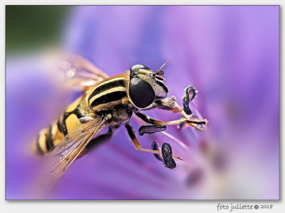 
Zweefvlieg (Syrphidae sp.)
