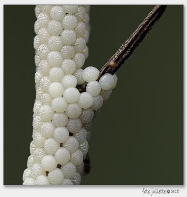 
eitjes van een grasmotje (grassmoth-eggs)

