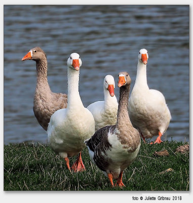 ganzen; geese