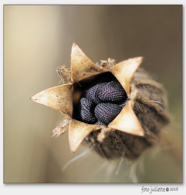 
zaaddoosje van de bolderik
Agrostemma githago-seedpod 
