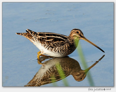 Watersnip (Gallinago gallinago)